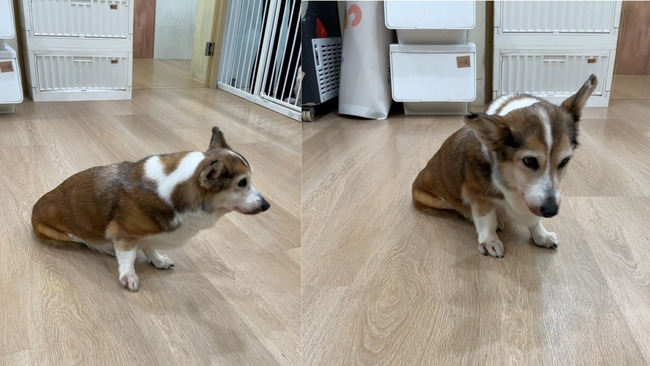 飲料店加盟店主涉虐狗　北市動保處緊急介入安置送醫 | 華視新聞