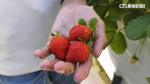 【台語新聞】大湖草莓又紅又漂亮 一斤上看800元創歷史新高