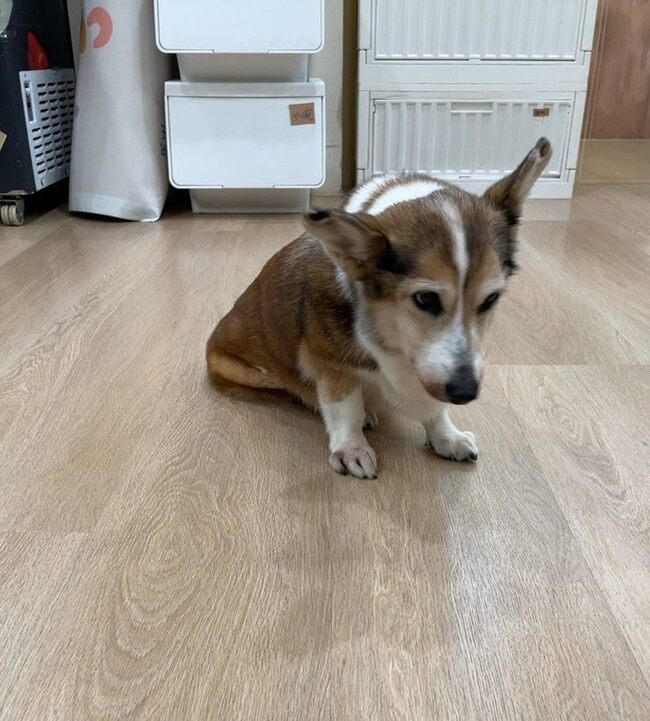 加盟主「虐打老柯基」　茶聚總部宣布「永久終止合作」：將求償違約金 | 華視新聞