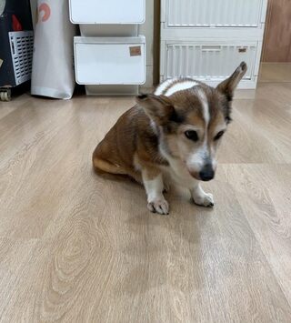 加盟主「虐打老柯基」　茶聚總部宣布「永久終止合作」：將求償違約金