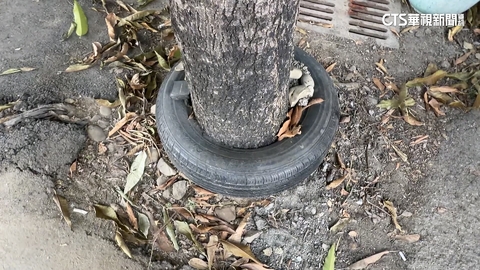 樹從輪胎中長大 網驚呼:怎套進去?屋主解密