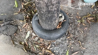 樹從輪胎中長大　網驚呼：怎套進去？屋主解密