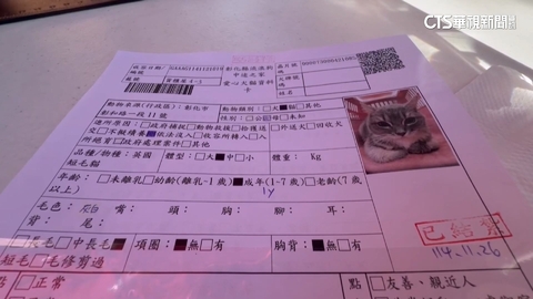 41隻品種貓開放抽籤認養 人氣「貓王」26人搶登記