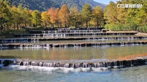 全台最美夢幻落羽松祕境 三層坪暌違多年重新開園