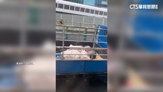 台64線貨車車斗「躺兩人」　警：已違規最高可罰1萬8