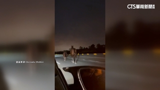 2馬西濱快速道路上奔馳　駕駛閃不及撞上「馬死人傷」