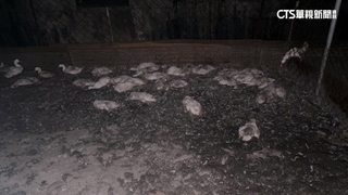 控廟會光束害死鴨！　鴨農：鴨群怕強光.易亂竄踩踏