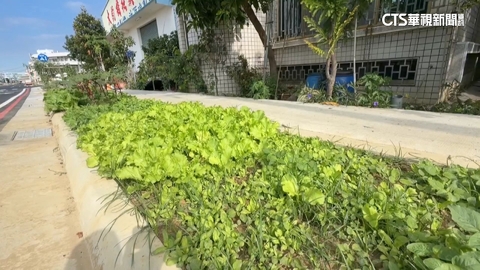 台南人行道成「開心農場」? 花卉區域遭民眾「種植蔬菜」
