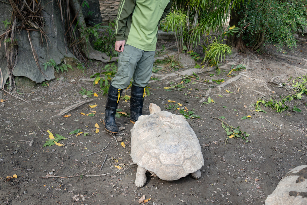 保育員發現象龜「翻車」後會協助蘇卡達象龜翻回身來，然而此時還在挑釁的龜可能會誤以為保育員和翻身的象龜是同一陣線而「遷怒」保育員。 圖 / 北市動物園