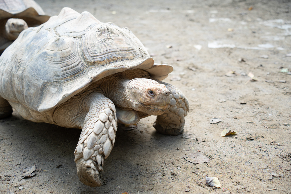 圖 / 北市動物園