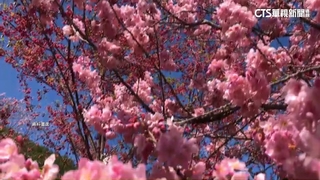 武陵農場櫻花季年年塞　雪管處嚴查「假登山真賞櫻」