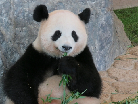 中日緊張!日本僅存2隻大熊貓明年1月返還中國 學者:未來日本恐沒有熊貓