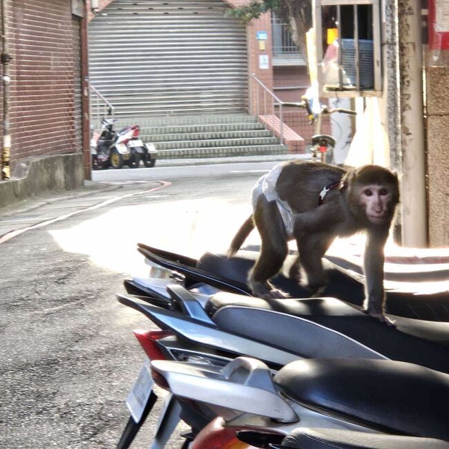 三重街邊驚見「包尿布獼猴」　　新北動保處：已帶回妥善安置、將追查飼主 | 華視新聞
