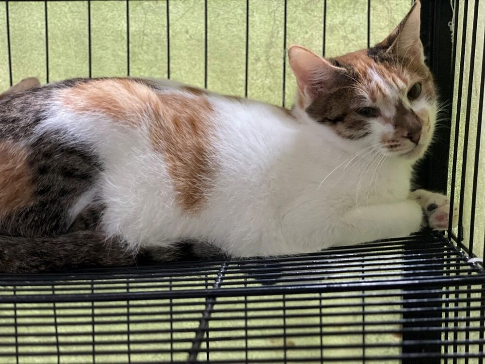 (圖/台北市動保處)