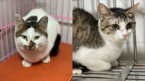 北市女涉虐死14貓案!還養1狗9貓 動保處緊急安置:籲原送養人領回