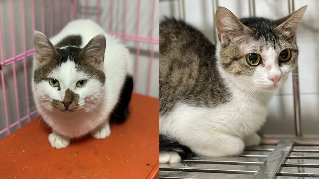 北市女涉虐死14貓案！還養1狗9貓　動保處緊急安置：籲原送養人領回 | 華視新聞