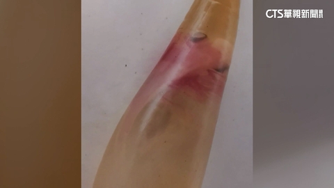 超萌「大眼長尾鯊」寶寶　胚胎內活潑游泳畫面曝