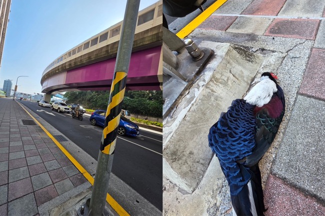 秀朗橋旁遇到「最傻眼路殺」！　他一瞧竟是「二級保育動物」嚇呆 | 華視新聞