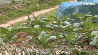 「菜園種菜」爆奪命！　男怒揮利器　78歲翁中4刀亡