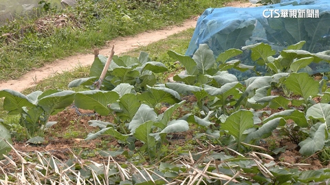 【台語新聞】「菜園種菜」爆奪命! 男怒揮利器 78歲翁中4刀亡