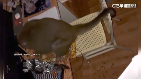 中山大學宿舍遭獼猴翻箱倒櫃 校方:新生訓練提醒