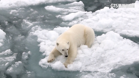 暖心發現!北極熊母性大發 罕見收養非親生寶寶