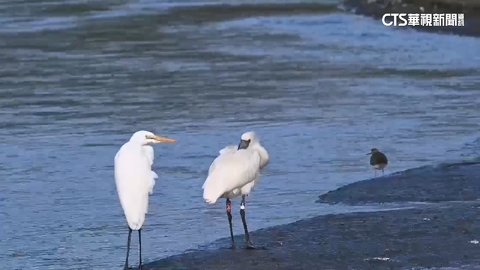 「背著書包的嬌客」現蹤 台東鳥友搶拍「黑面琵鷺12E」