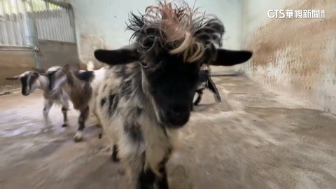 壽山動物園新朋友　長毛昏倒羊.庫你庫你豬.兔豚吸睛