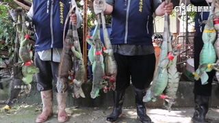 氾濫難抓！　吐司釣綠鬣蜥　遭咬斷釣魚線跳溪落跑