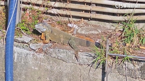 【台語新聞】高雄又見綠鬣蜥趴趴走「取暖曬日光浴」　保全急通報