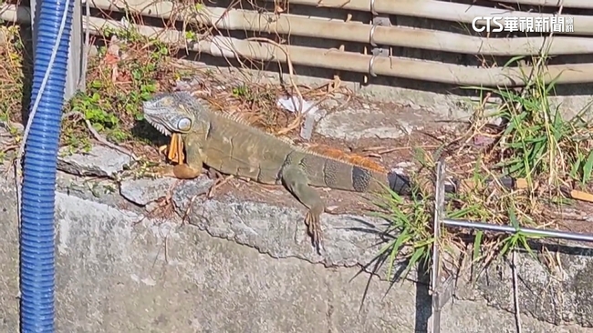 【台語新聞】高雄又見綠鬣蜥趴趴走「取暖曬日光浴」　保全急通報