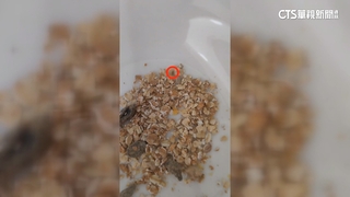 芝麻怎會動？客吃穀片「蟲蟲吞肚」　超市歉：助退換貨