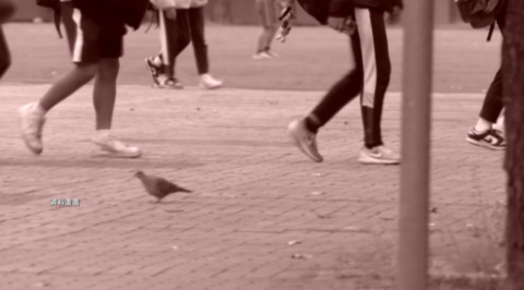 新北國三生割頸案二審判決　　改判乾妹11年、乾哥12年