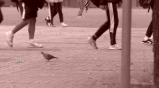 新北國三生割頸案二審判決　　改判乾妹11年、乾哥12年