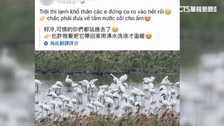 移工疑獵捕黑面琵鷺煮食惹議！　警追查當事人否認