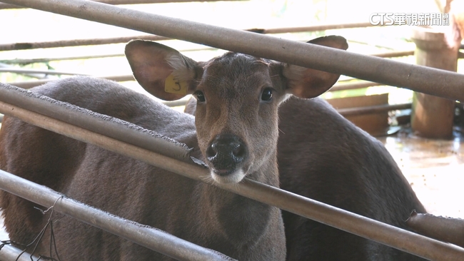 【台語新聞】進口「鹿茸零關稅」　業者：國內鹿茸消費減5成