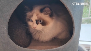 家貓未植晶片明年元旦起開罰　最高可罰1萬5000元