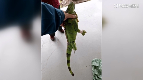 防堵綠鬣蜥北進防線！　苗栗年除31隻　三灣見首例