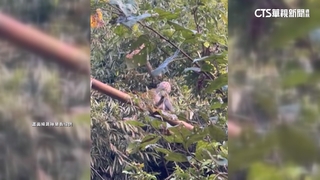 獼猴闖嘉義市鬧區　市府籲遇到快通報+遵守三不原則
