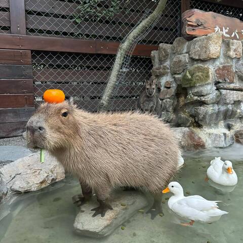 「張美阿嬤農場」傳分家疑雲 　阿嬤曝真相：餐廳和農場都能使用品牌