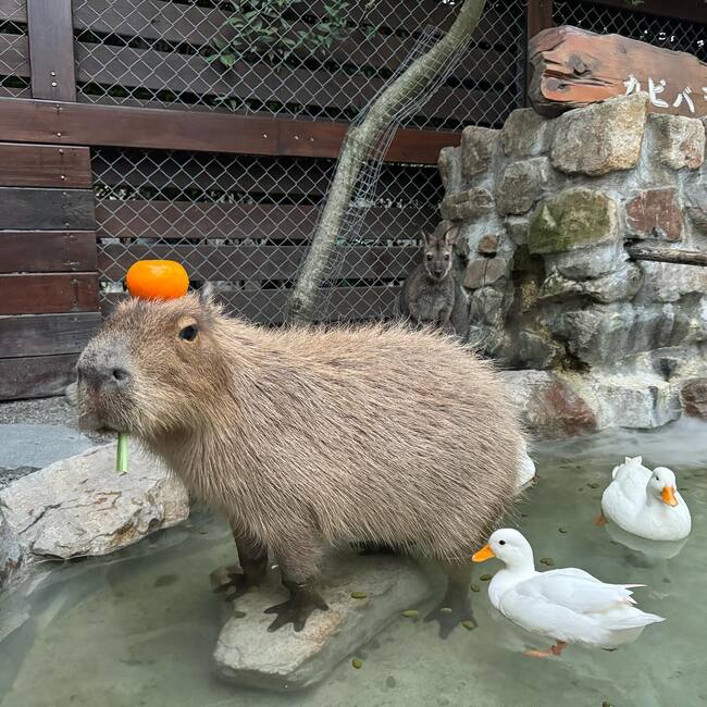 「張美阿嬤農場」鬧分家！兒餐廳停車場搶客　農場二度公告澄清「沒有分店」 | 華視新聞