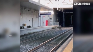義大利野鹿闖鐵軌尋出路　列車溫柔催促前行