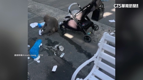 【台語新聞】突遇獼猴翻嬰兒車　壽山動物園：有1至2位保全巡邏