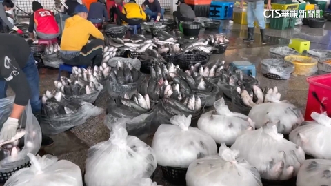 【台語新聞】年終獎金從大海來！　梧棲漁港單日烏魚漁獲量破萬尾