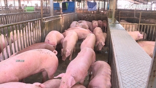 今年起「非法載運廚餘餵養豬隻」　首次違規就罰40萬