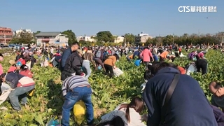 新年好彩頭！　彰化3公頃蘿蔔田拔免驚　民眾擠爆