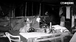 台灣黑熊四度光臨工寮　暴力拆解覓食「阿里山首例」