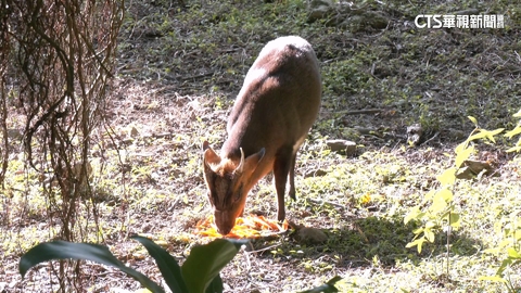 迷路了嗎？　野生「山羌」闖動物園廁所　人員急捉躲貓貓