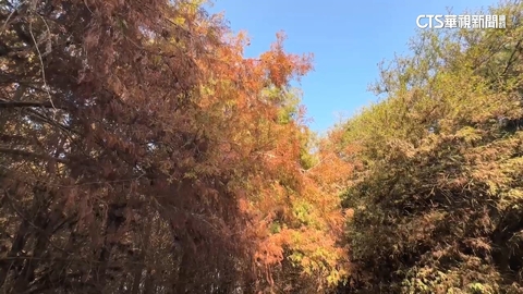 「冬季限定」落羽松！　雲林林內.虎尾祕境打卡夯