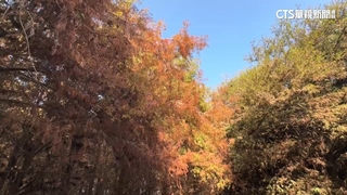 「冬季限定」落羽松！　雲林林內.虎尾祕境打卡夯